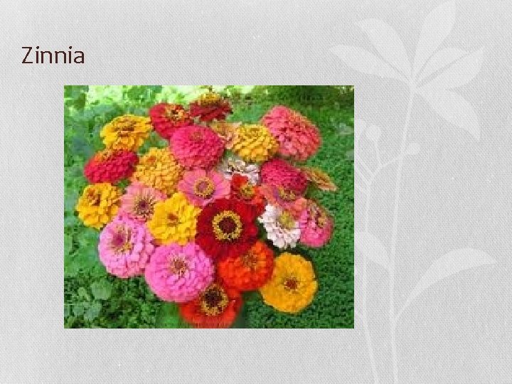 Zinnia 