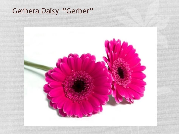 Gerbera Daisy “Gerber” 