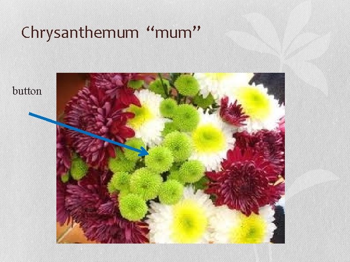 Chrysanthemum “mum” button 