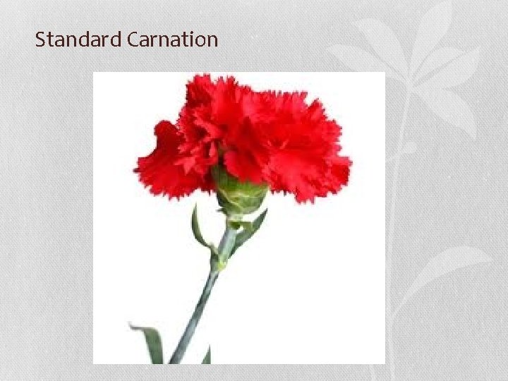Standard Carnation 