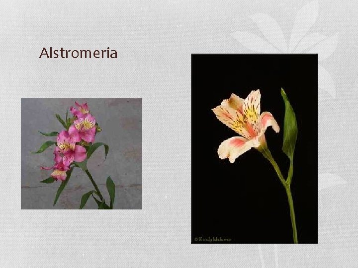 Alstromeria 