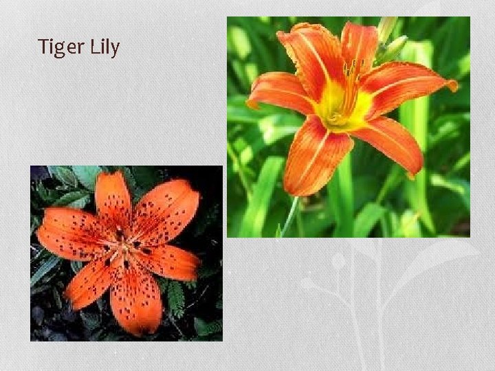 Tiger Lily 