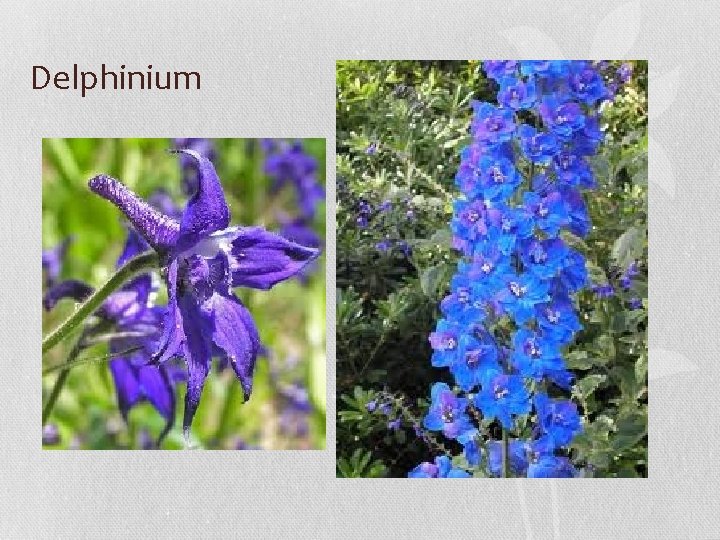 Delphinium 