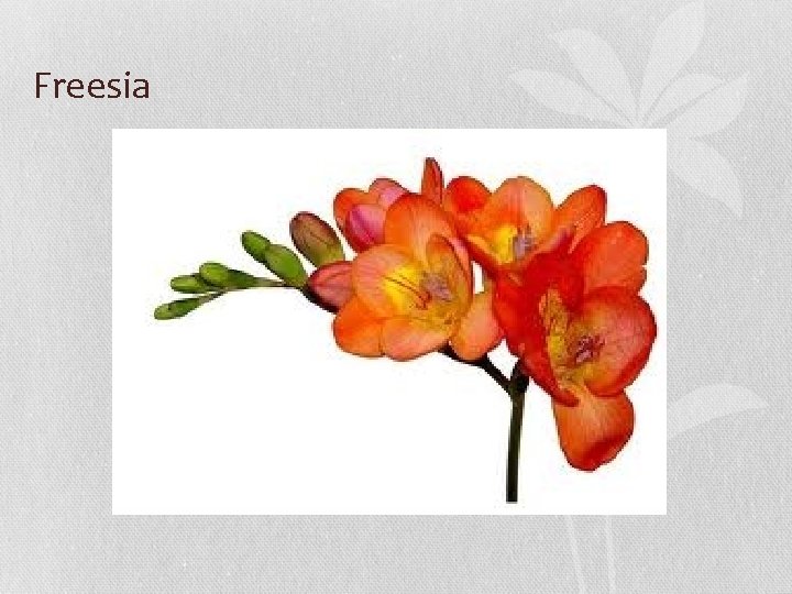 Freesia 