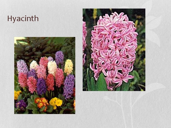 Hyacinth 