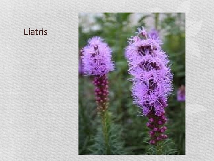 Liatris 