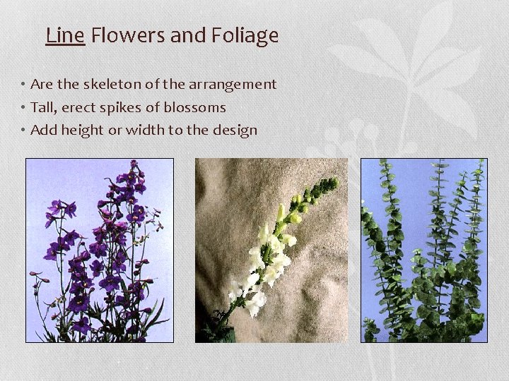 Line Flowers and Foliage • Are the skeleton of the arrangement • Tall, erect