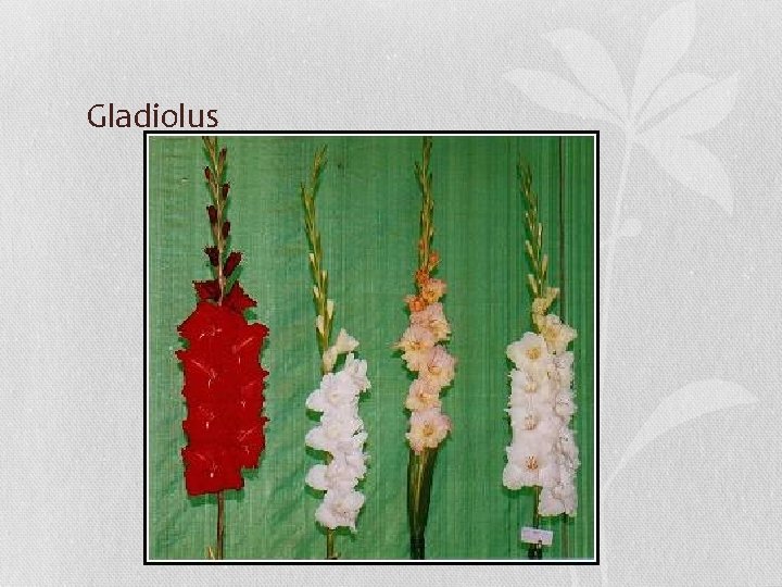 Gladiolus 