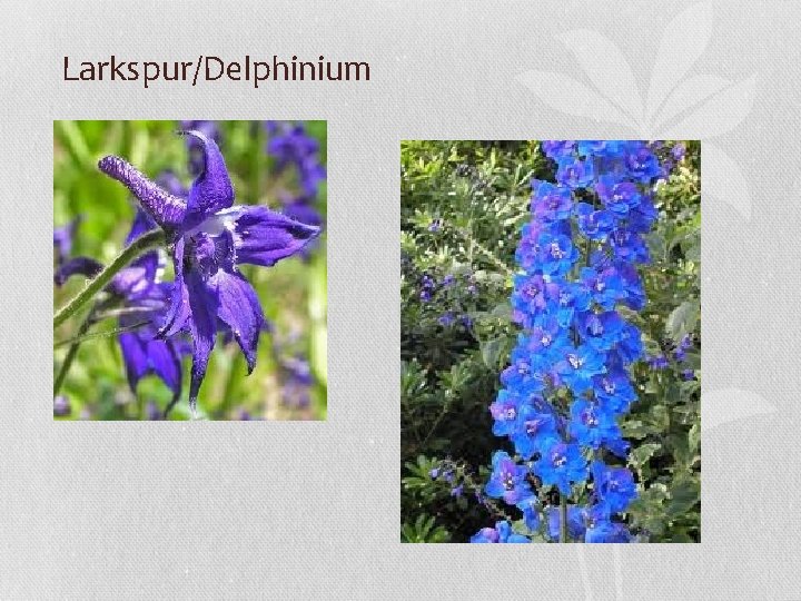 Larkspur/Delphinium 