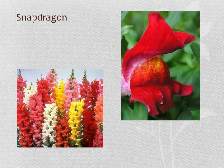 Snapdragon 