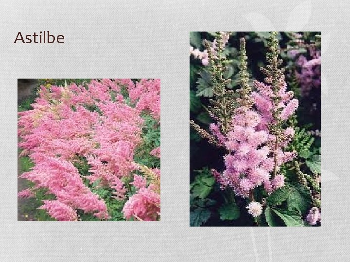 Astilbe 