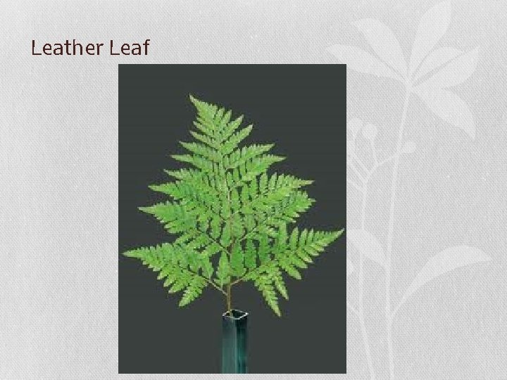Leather Leaf 