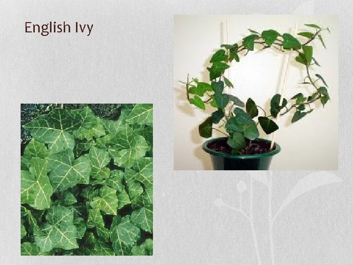 English Ivy 