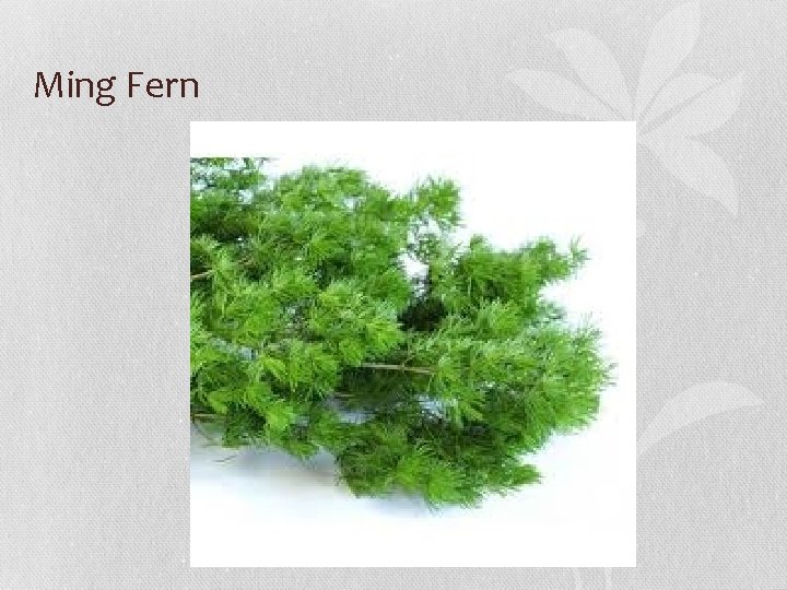 Ming Fern 