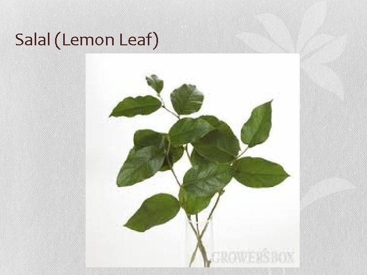 Salal (Lemon Leaf) 