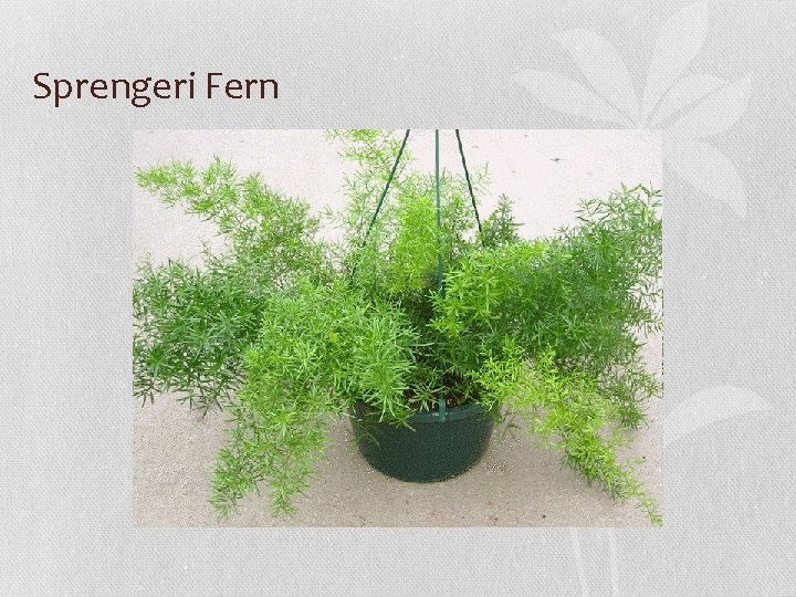 Sprengeri Fern 