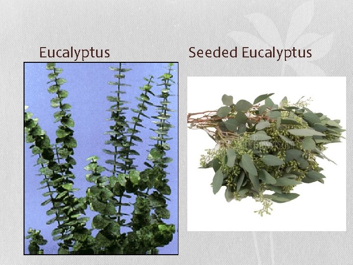 Eucalyptus Seeded Eucalyptus 