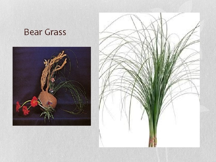 Bear Grass 