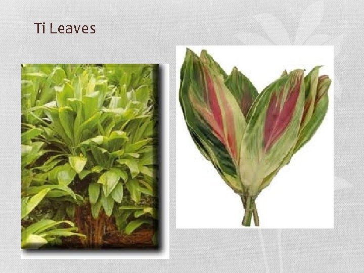 Ti Leaves 