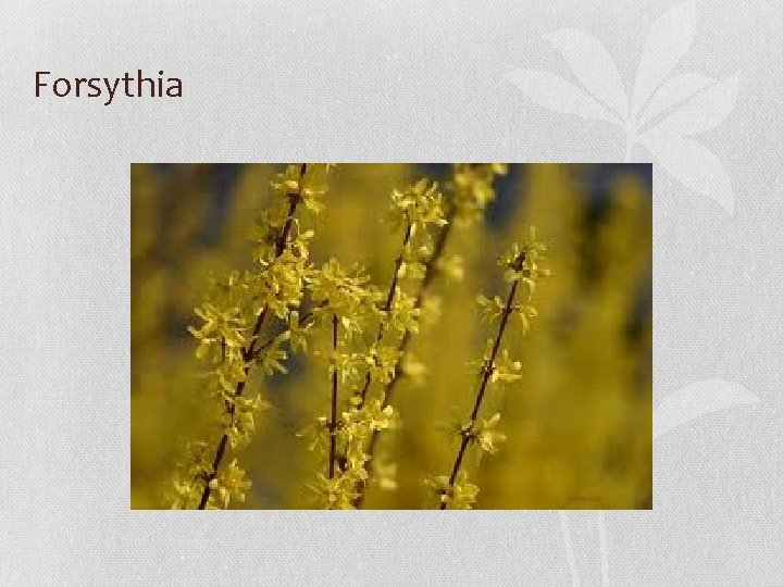 Forsythia 