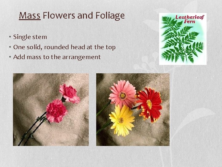 Mass Flowers and Foliage • Single stem • One solid, rounded head at the