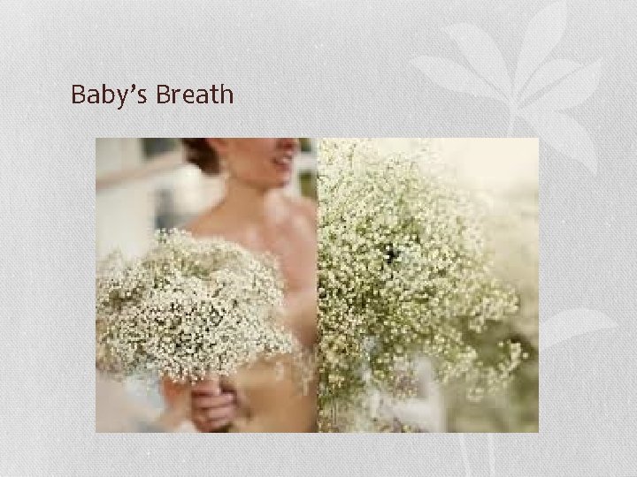 Baby’s Breath 