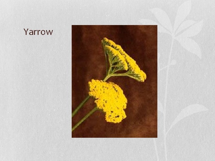 Yarrow 