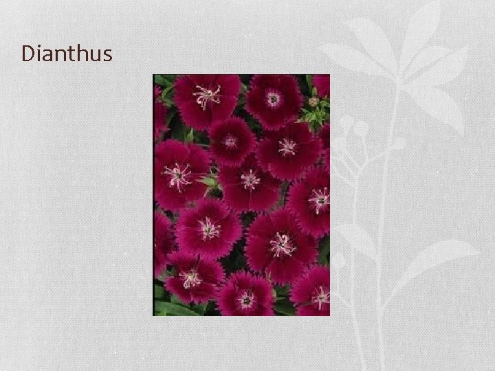 Dianthus 