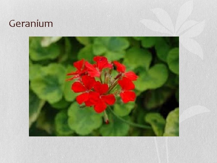 Geranium 