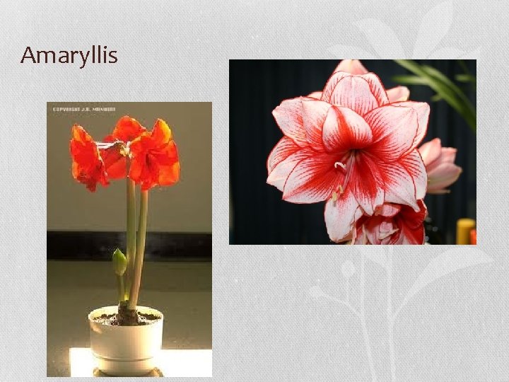 Amaryllis 