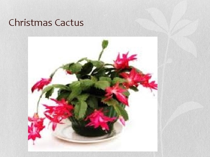 Christmas Cactus 