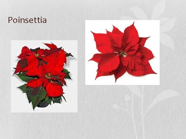 Poinsettia 