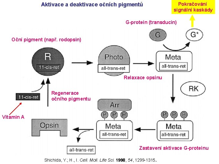 Aktivace a deaktivace očních pigmentů Pokračování signální kaskády G-protein (transducin) Oční pigment (např. rodopsin)