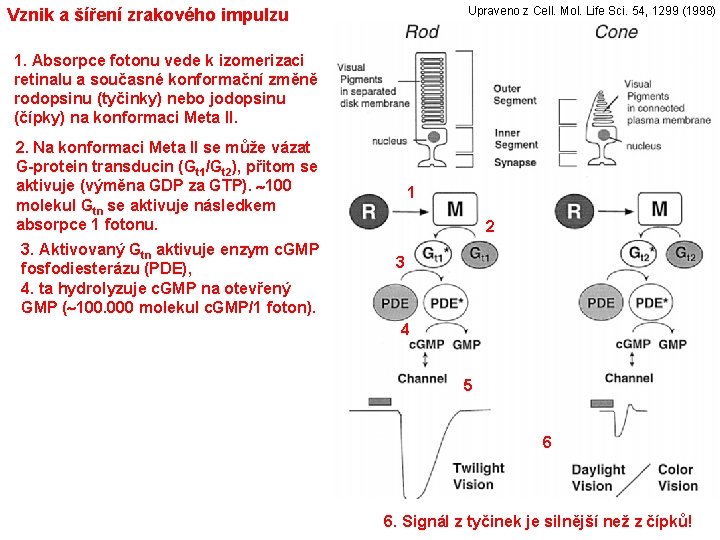 Upraveno z Cell. Mol. Life Sci. 54, 1299 (1998) Vznik a šíření zrakového impulzu