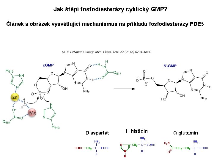 Jak štěpí fosfodiesterázy cyklický GMP? Článek a obrázek vysvětlující mechanismus na příkladu fosfodiesterázy PDE