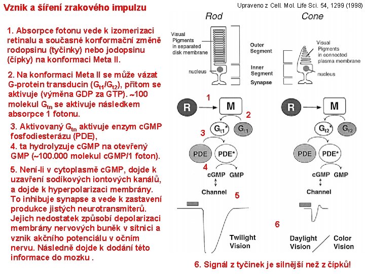 Upraveno z Cell. Mol. Life Sci. 54, 1299 (1998) Vznik a šíření zrakového impulzu