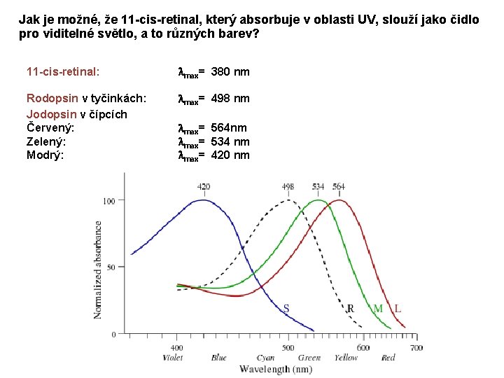 Jak je možné, že 11 -cis-retinal, který absorbuje v oblasti UV, slouží jako čidlo