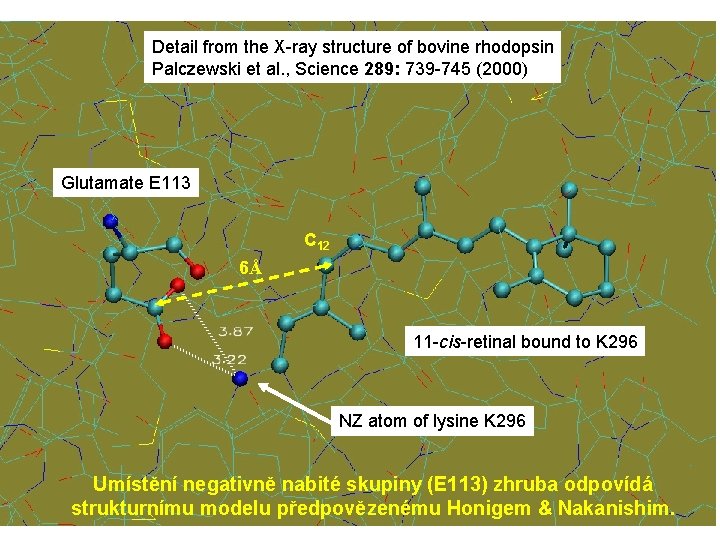 Detail from the X-ray structure of bovine rhodopsin Palczewski et al. , Science 289: