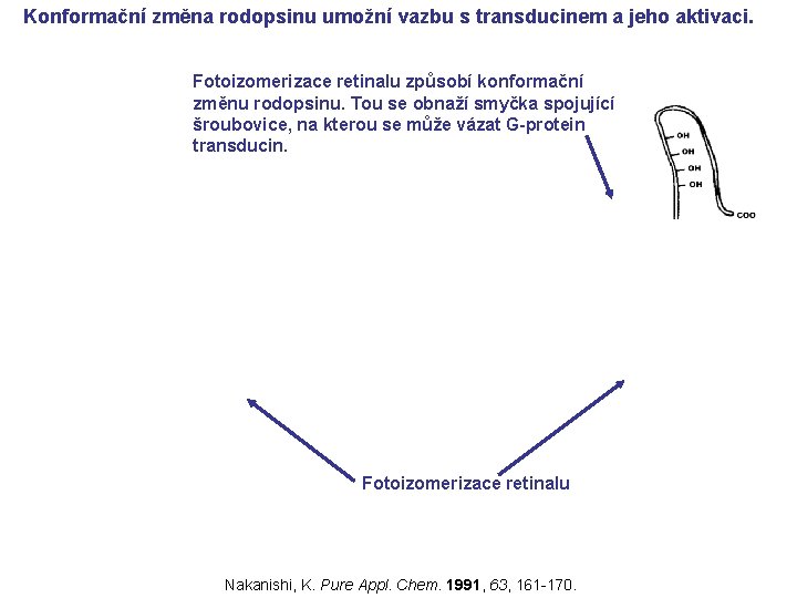 Konformační změna rodopsinu umožní vazbu s transducinem a jeho aktivaci. Fotoizomerizace retinalu způsobí konformační