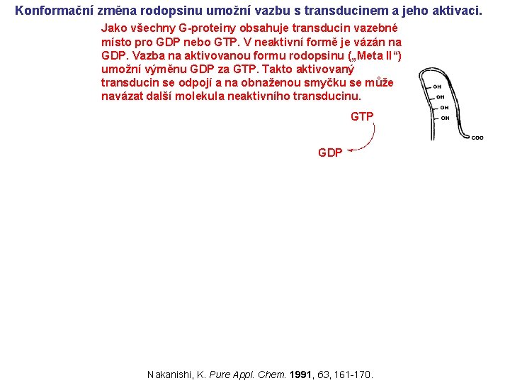 Konformační změna rodopsinu umožní vazbu s transducinem a jeho aktivaci. Jako všechny G-proteiny obsahuje