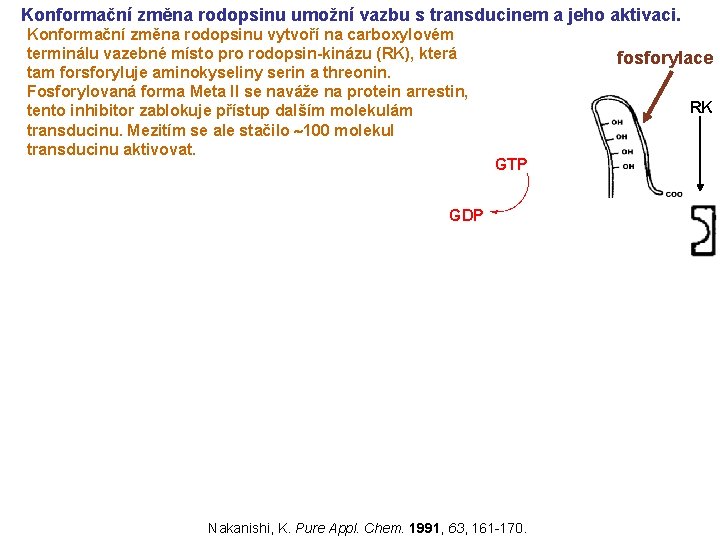 Konformační změna rodopsinu umožní vazbu s transducinem a jeho aktivaci. Konformační změna rodopsinu vytvoří