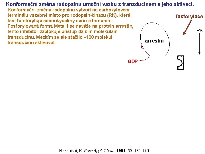 Konformační změna rodopsinu umožní vazbu s transducinem a jeho aktivaci. Konformační změna rodopsinu vytvoří