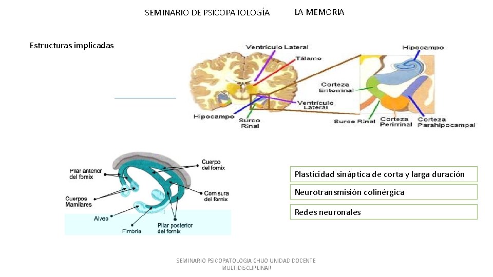 SEMINARIO DE PSICOPATOLOGÍA LA MEMORIA Estructuras implicadas Plasticidad sináptica de corta y larga duración