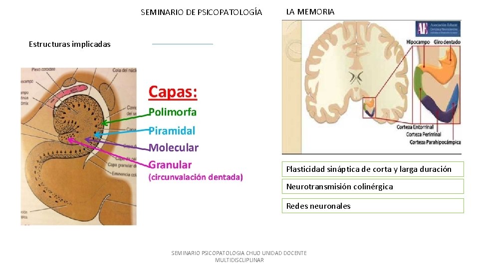 SEMINARIO DE PSICOPATOLOGÍA LA MEMORIA Estructuras implicadas Plasticidad sináptica de corta y larga duración