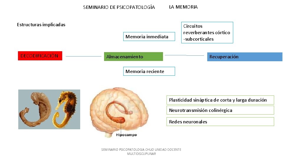 SEMINARIO DE PSICOPATOLOGÍA LA MEMORIA Estructuras implicadas Circuitos reverberantes córtico -subcorticales Memoria inmediata DECODIFICACIÓN