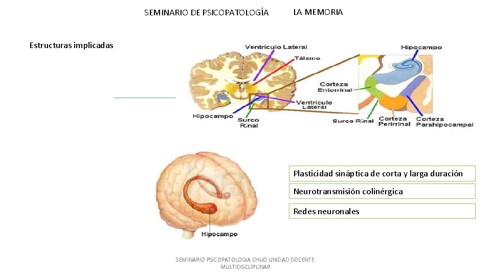 SEMINARIO DE PSICOPATOLOGÍA LA MEMORIA Estructuras implicadas Plasticidad sináptica de corta y larga duración