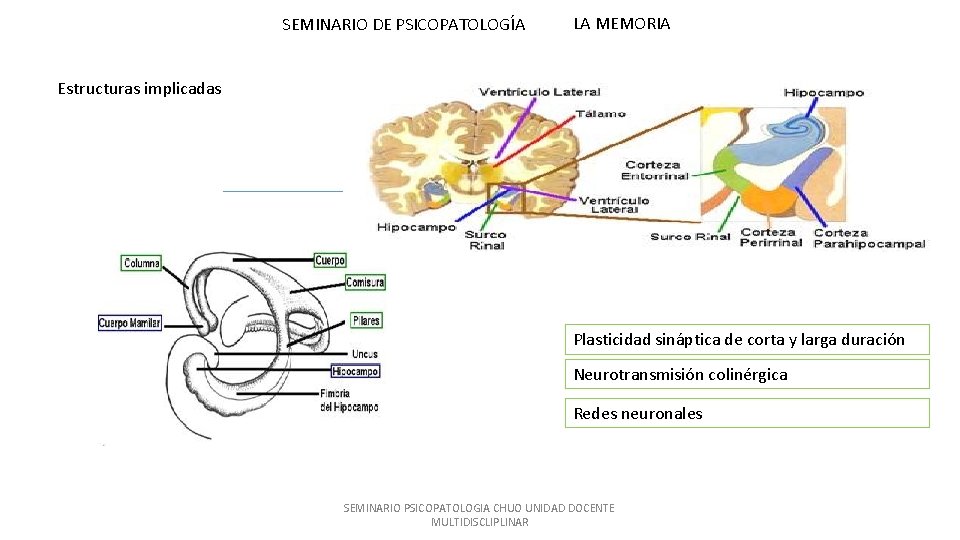 SEMINARIO DE PSICOPATOLOGÍA LA MEMORIA Estructuras implicadas Plasticidad sináptica de corta y larga duración