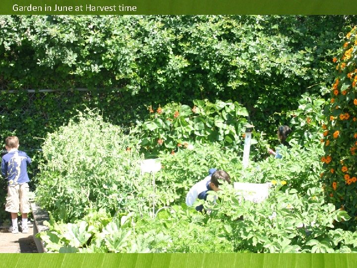 Garden in June at Harvest time 