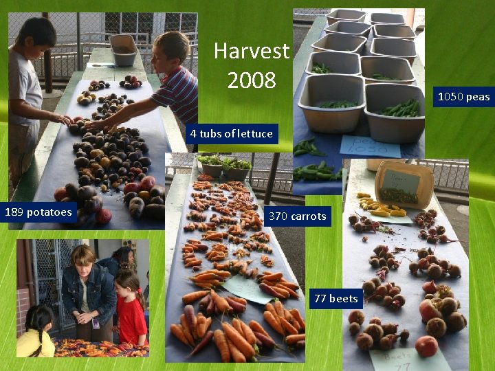 Harvest 2008 1050 peas 4 tubs of lettuce 189 potatoes 370 carrots 77 beets
