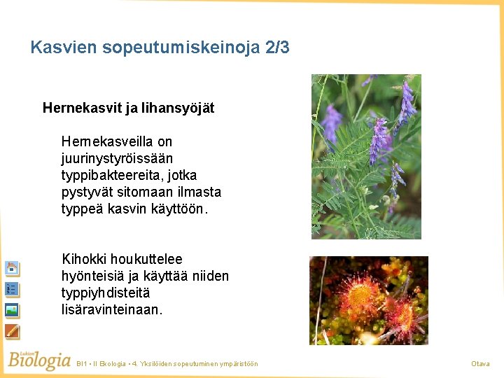 Kasvien sopeutumiskeinoja 2/3 Hernekasvit ja lihansyöjät Hernekasveilla on juurinystyröissään typpibakteereita, jotka pystyvät sitomaan ilmasta
